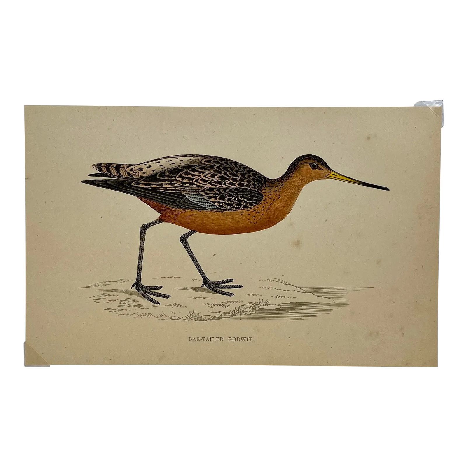 Antique Bird Print From England Showcasing a Bar-Tailed Godwit - Circa 1880: Antique Bird Print From England Showcasing a Bar-Tailed Godwit - Circa 1880. Print measures 7 1/4" W x 4 5/8" T Attached to an 11 3/4" W x 8 1/4" T paper by 2 corner wedges. Has a cardboard backing an