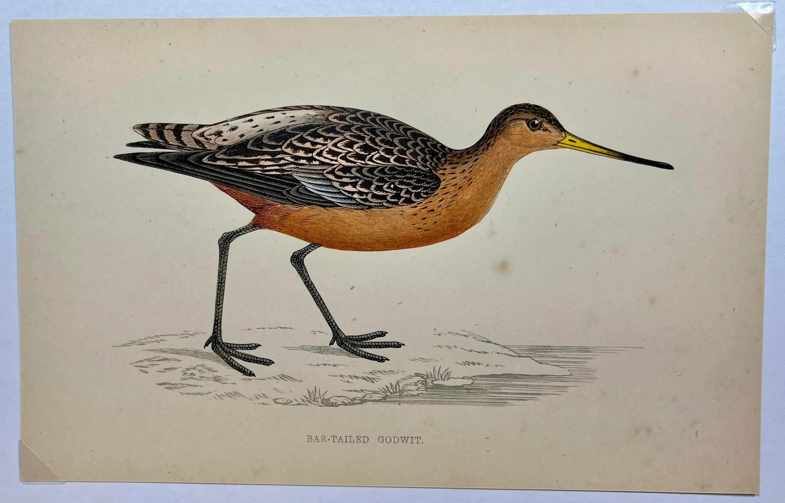 Antique Bird Print From England Showcasing a Bar-Tailed Godwit - Circa 1880 - 2