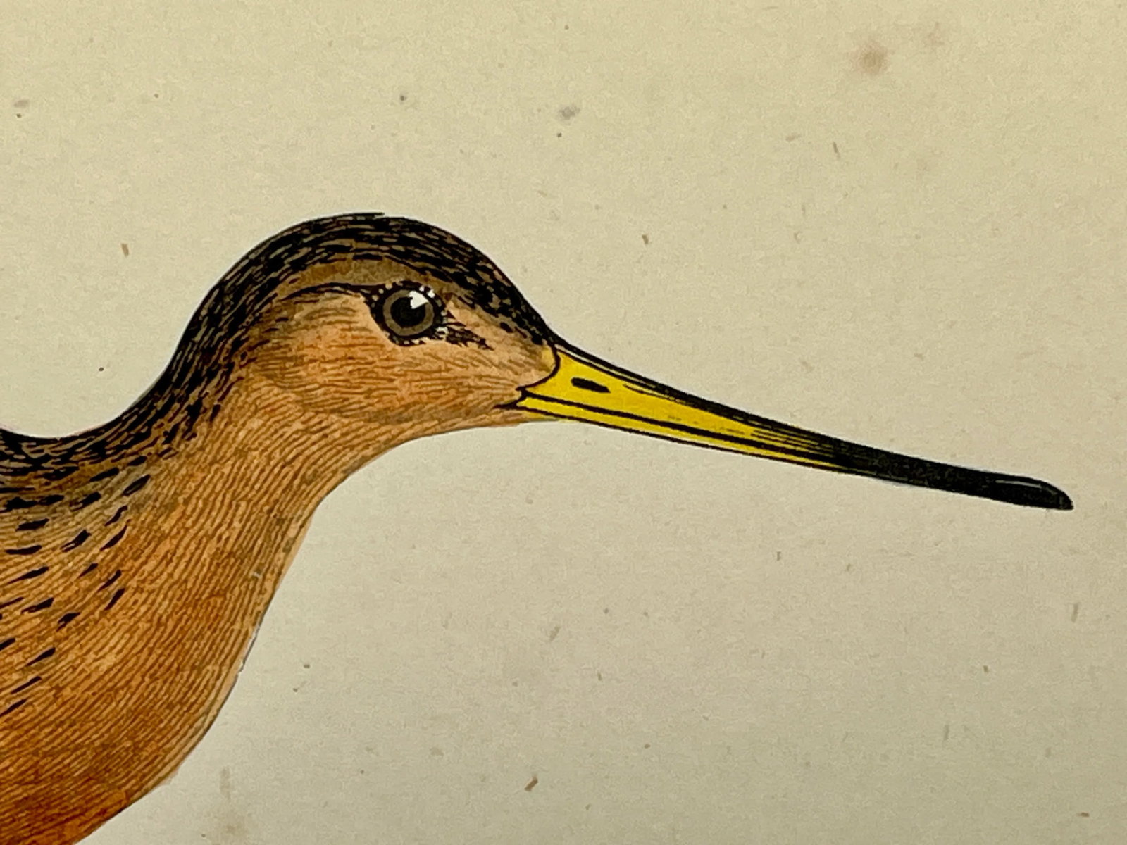Antique Bird Print From England Showcasing a Bar-Tailed Godwit - Circa 1880 - 3