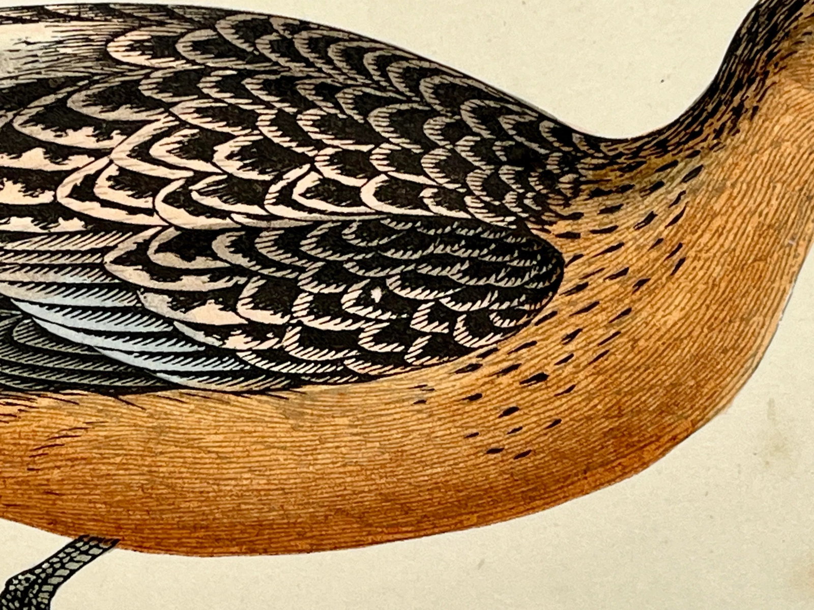 Antique Bird Print From England Showcasing a Bar-Tailed Godwit - Circa 1880 - 4