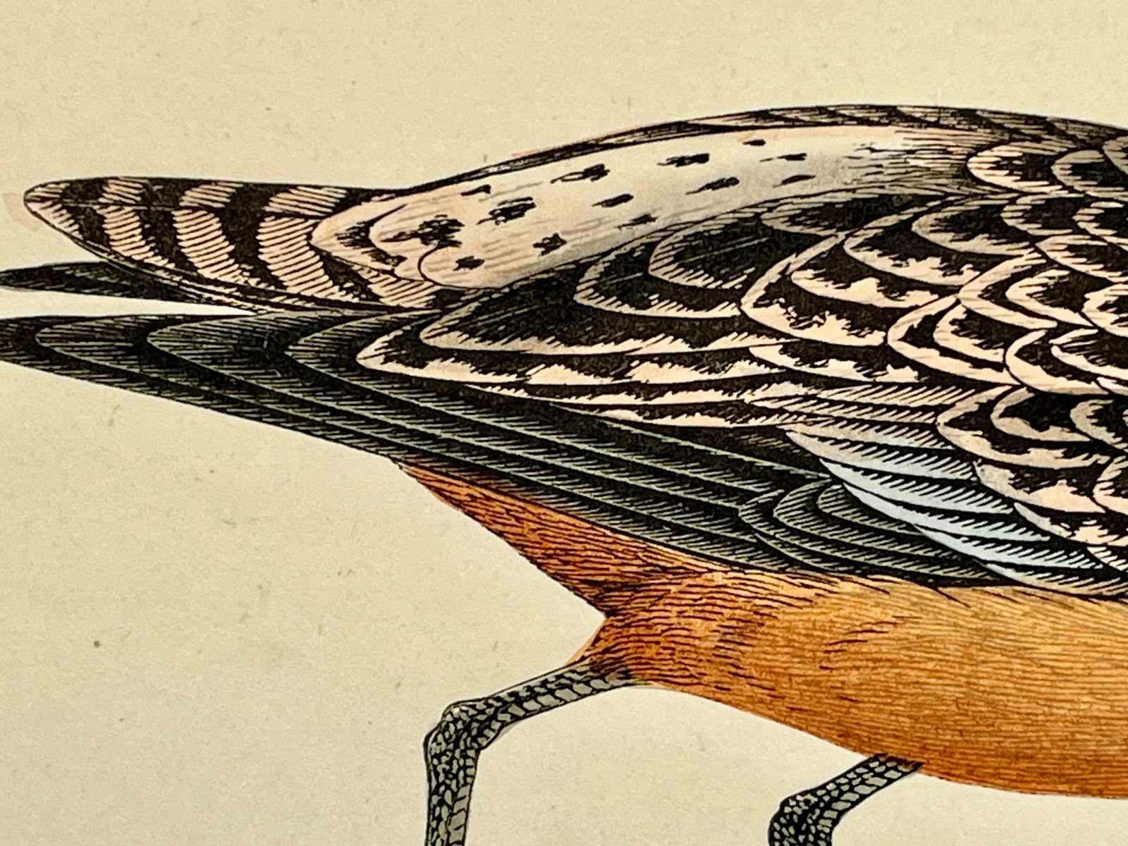 Antique Bird Print From England Showcasing a Bar-Tailed Godwit - Circa 1880 - 5