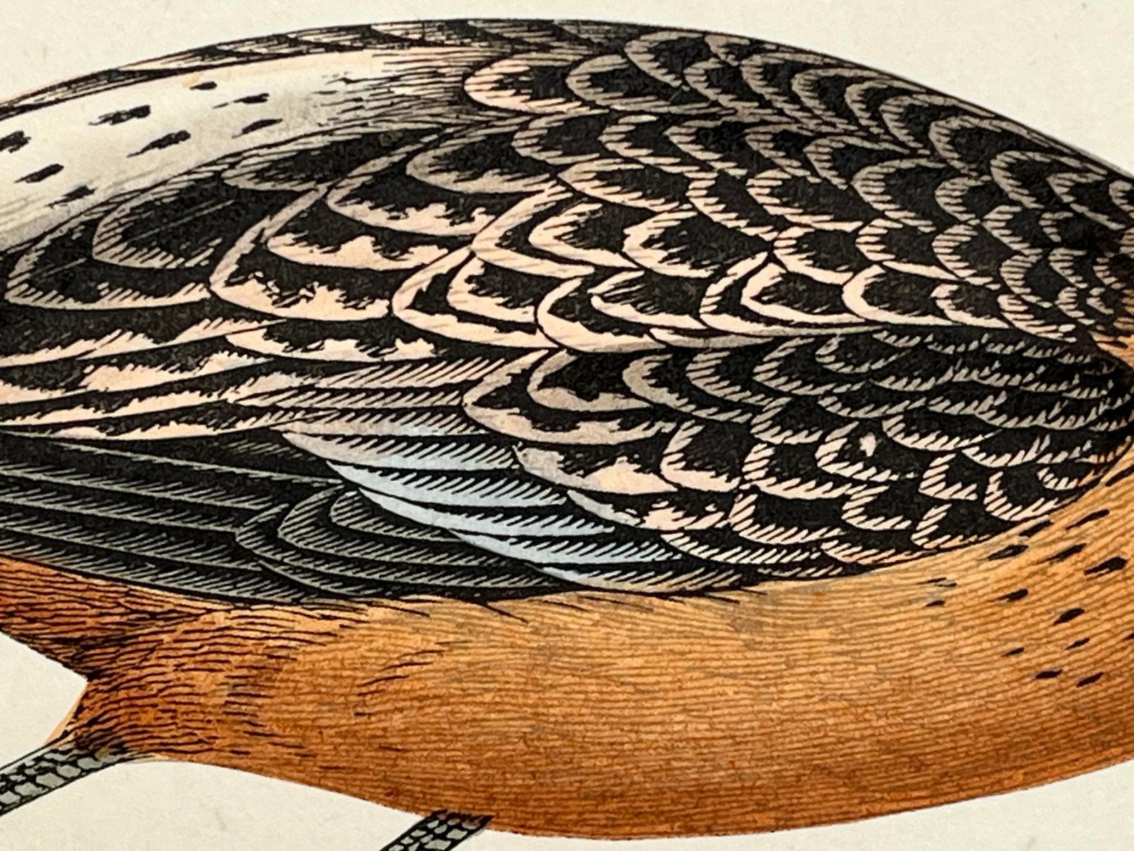 Antique Bird Print From England Showcasing a Bar-Tailed Godwit - Circa 1880 - 6