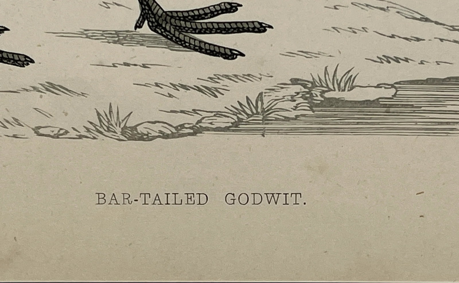 Antique Bird Print From England Showcasing a Bar-Tailed Godwit - Circa 1880 - 8