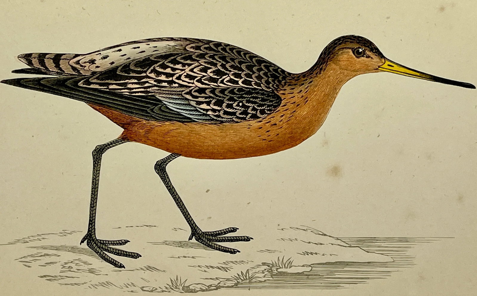 Antique Bird Print From England Showcasing a Bar-Tailed Godwit - Circa 1880 - 9