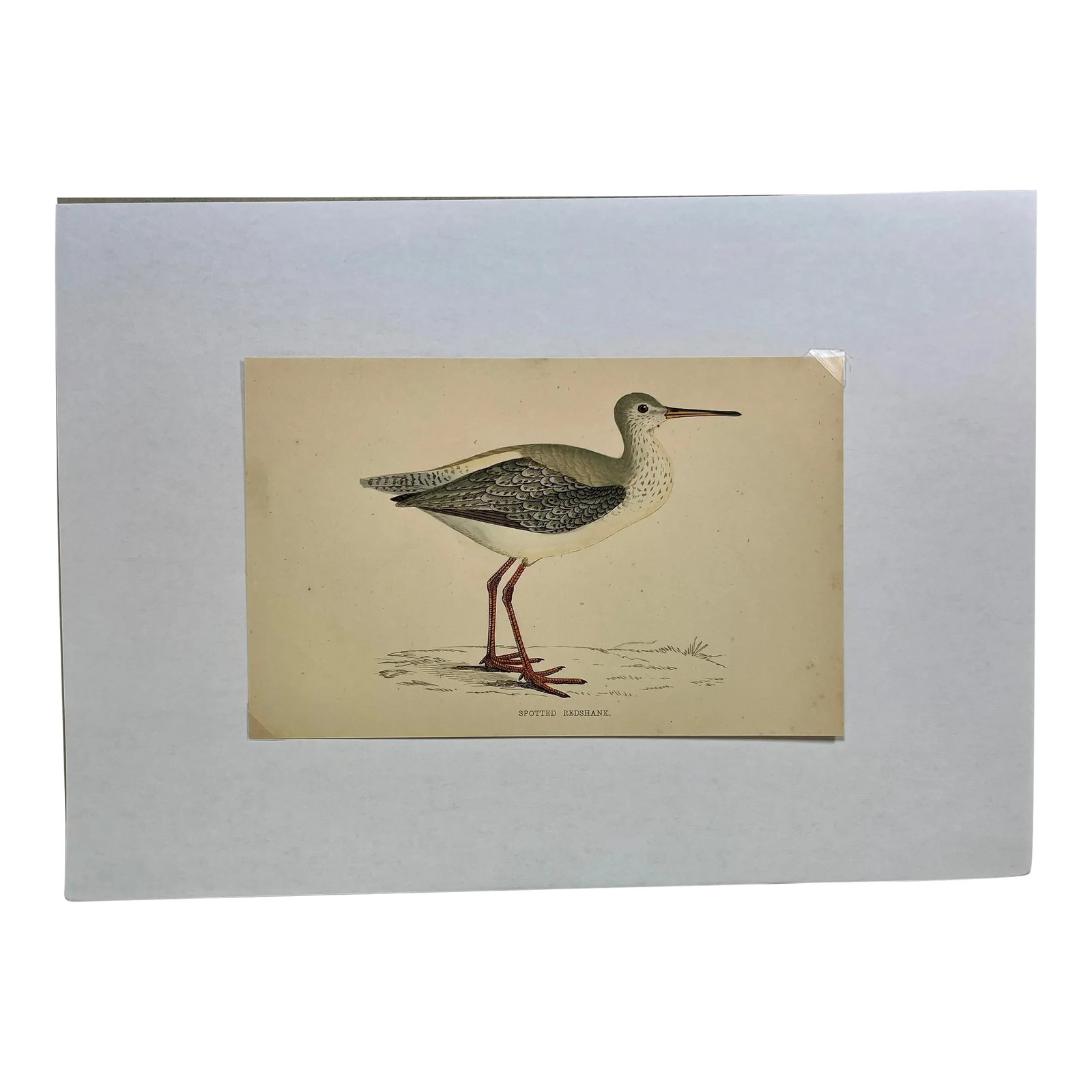 Antique Bird Print From England Showcasing a Spotted Red Shank - Circa 1880: Antique Bird Print From England Showcasing a Spotted Red Shank - Circa 1880. Print measures 7 1/4" W x 4 5/8" T Attached to an 11 3/4" W x 8 1/4" T piece of paper by 2 corner wedges. Has a cardboard