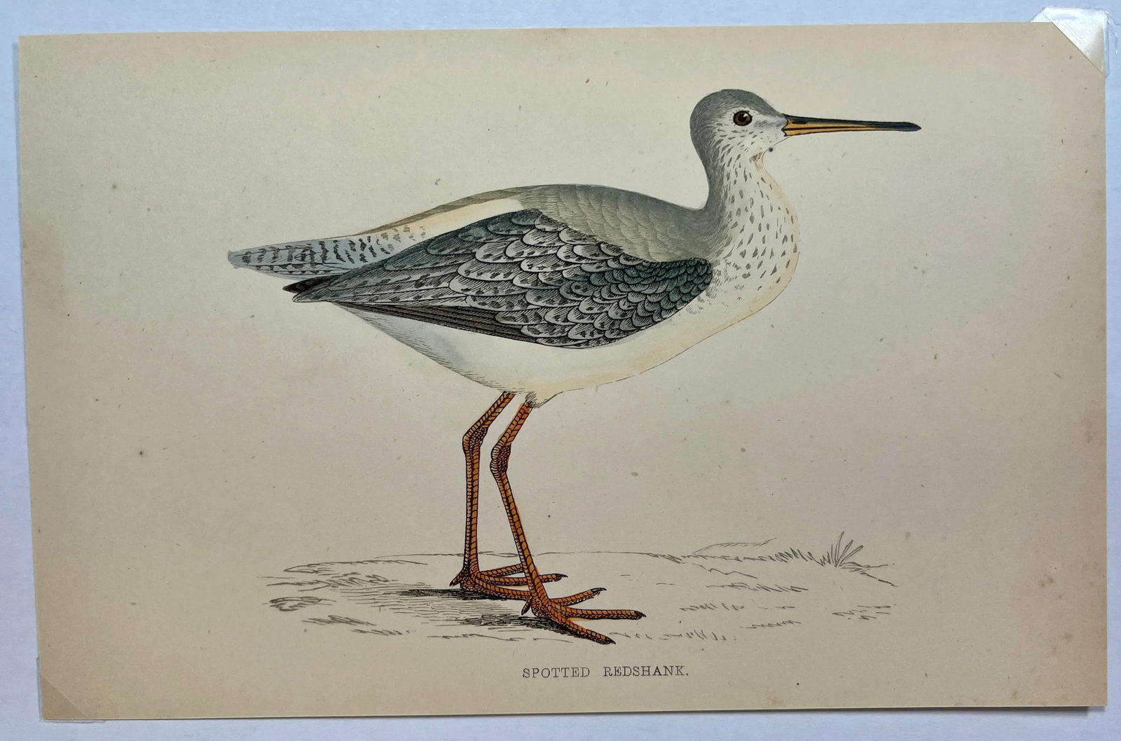 Antique Bird Print From England Showcasing a Spotted Red Shank - Circa 1880 - 2
