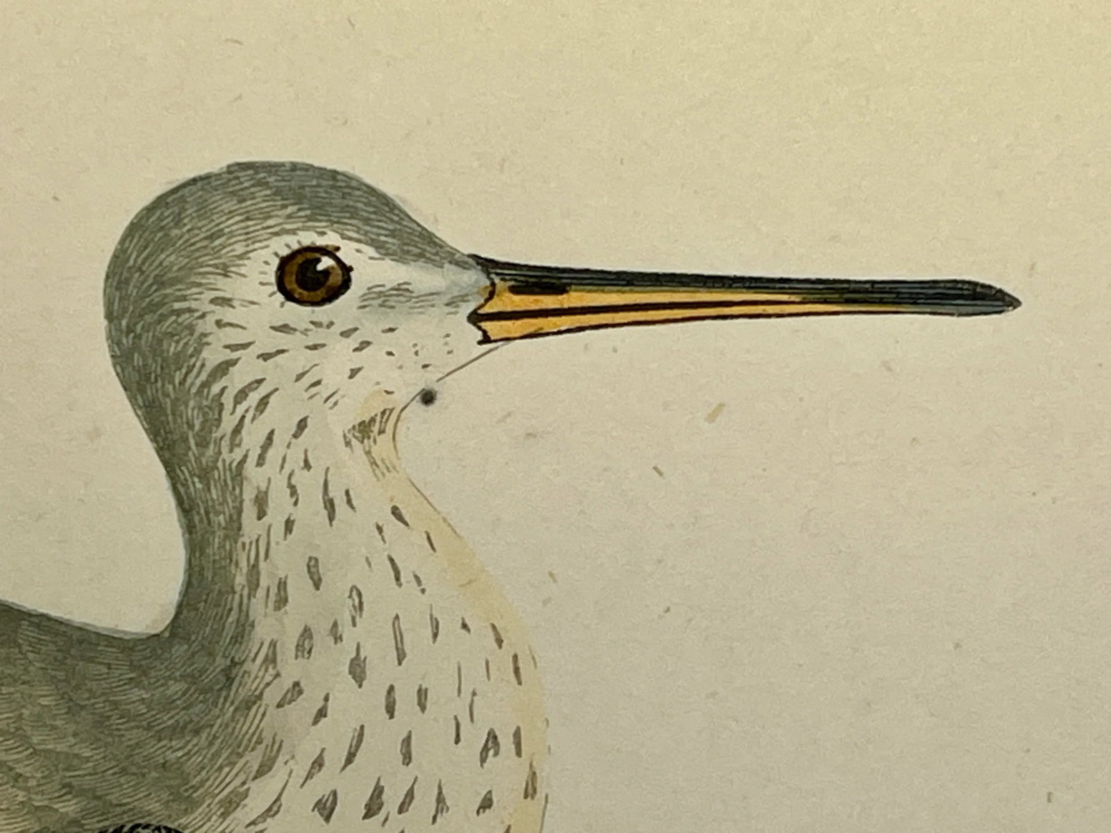 Antique Bird Print From England Showcasing a Spotted Red Shank - Circa 1880 - 3