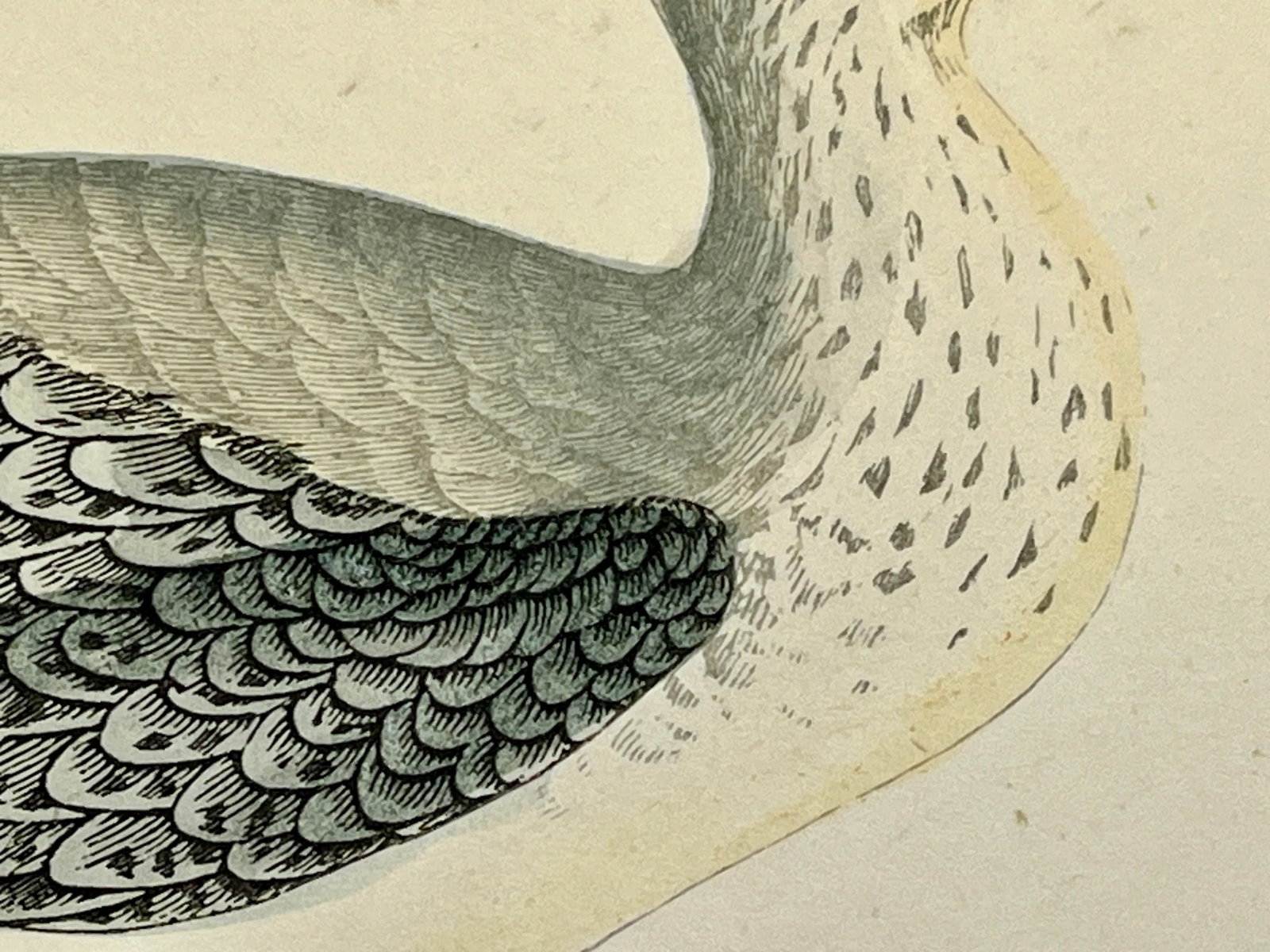 Antique Bird Print From England Showcasing a Spotted Red Shank - Circa 1880 - 4