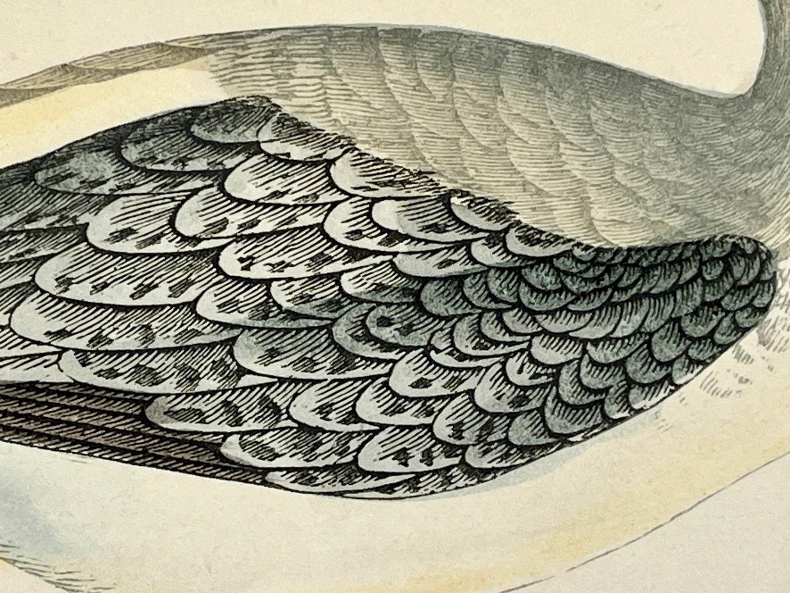 Antique Bird Print From England Showcasing a Spotted Red Shank - Circa 1880 - 5