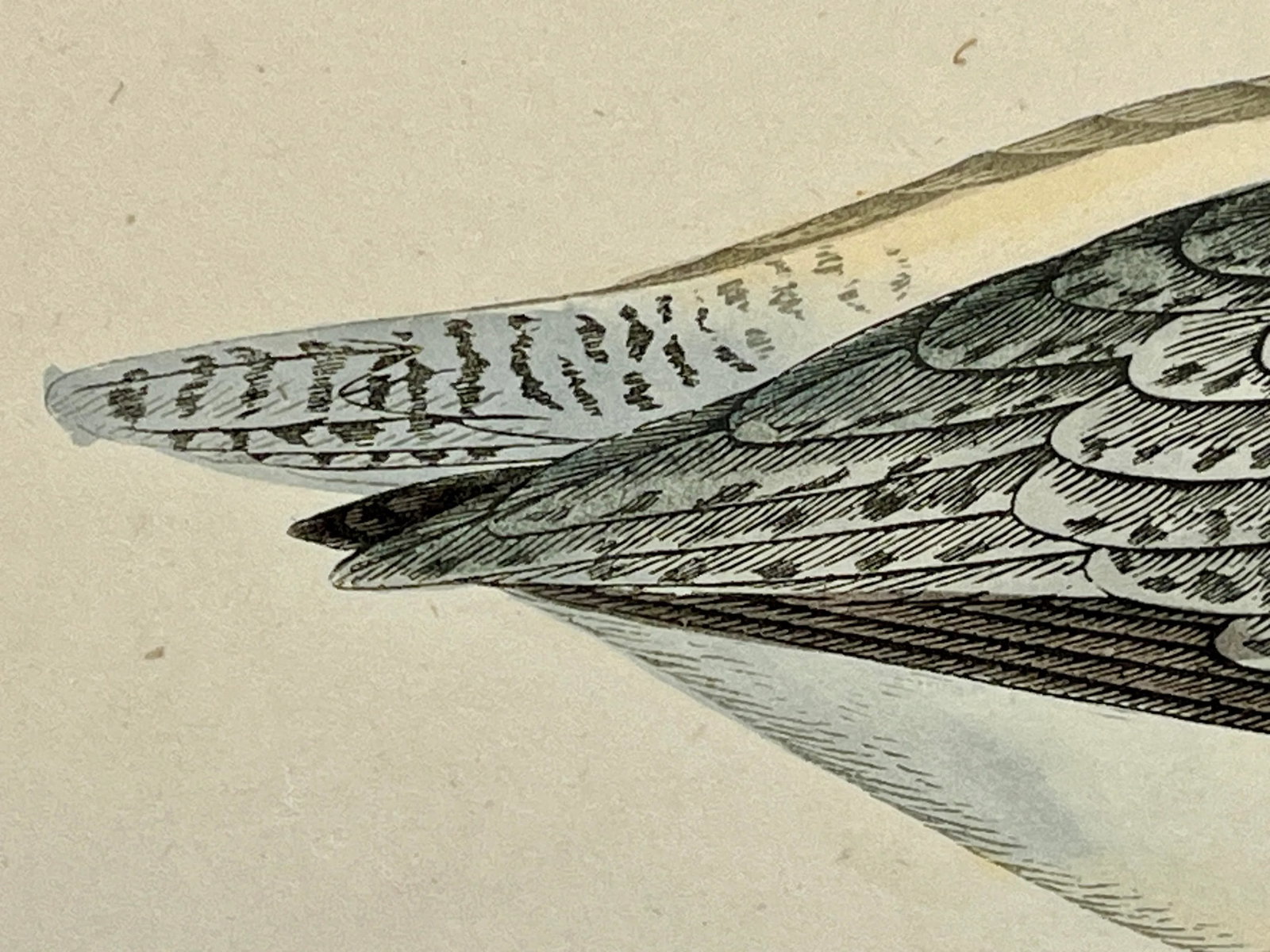 Antique Bird Print From England Showcasing a Spotted Red Shank - Circa 1880 - 6