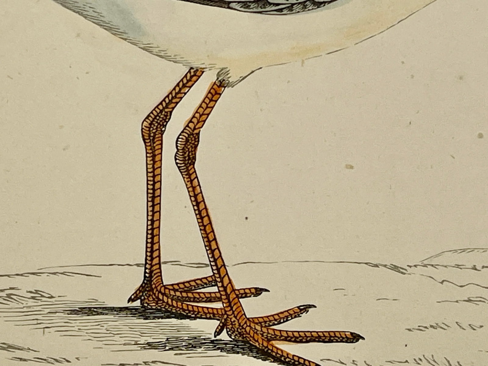 Antique Bird Print From England Showcasing a Spotted Red Shank - Circa 1880 - 7