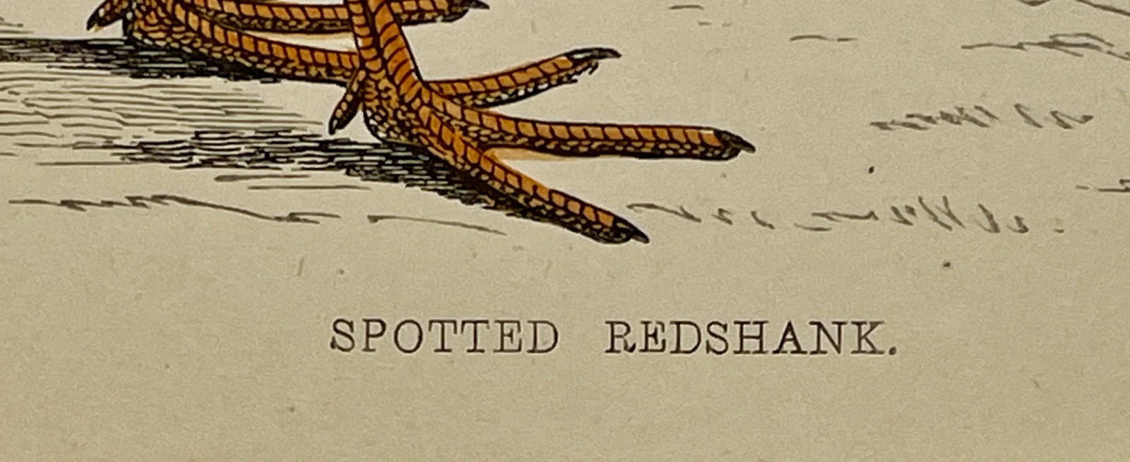 Antique Bird Print From England Showcasing a Spotted Red Shank - Circa 1880 - 8