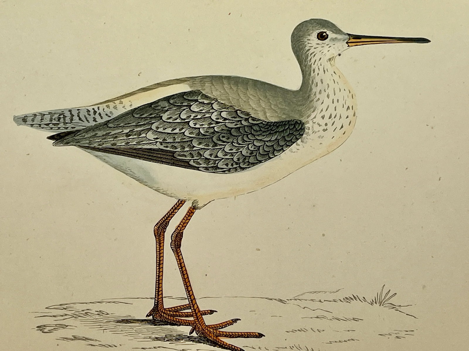 Antique Bird Print From England Showcasing a Spotted Red Shank - Circa 1880 - 9