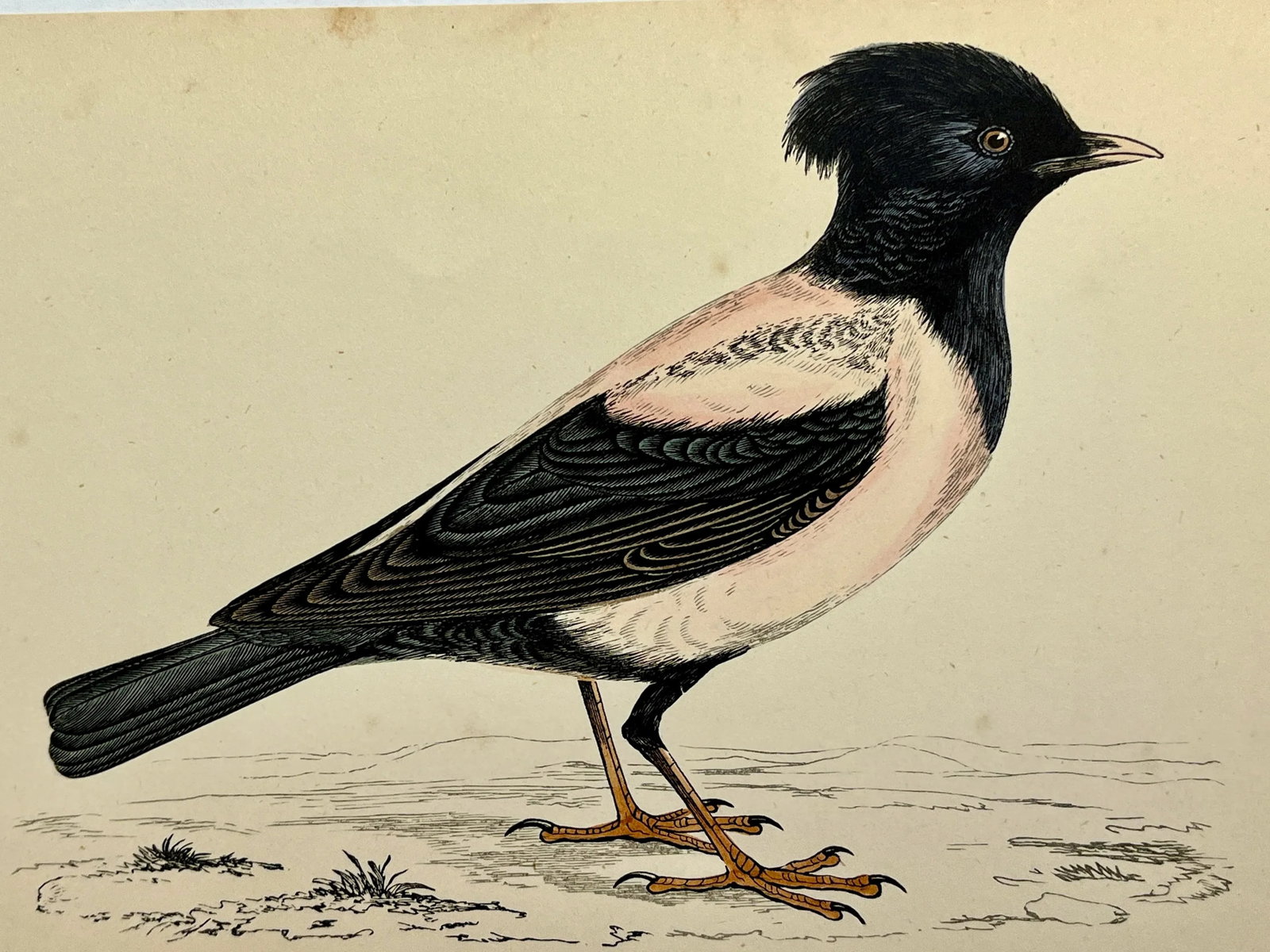 Antique Bird Print From England Showcasing a Rose-Colored Pastor - Circa 1880 - 10