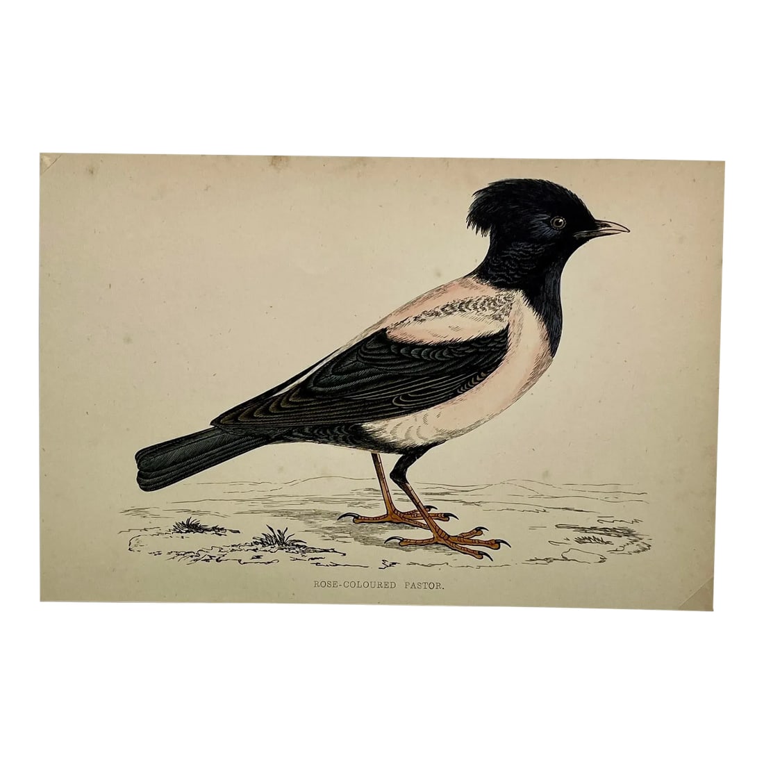 Antique Bird Print From England Showcasing a Rose-Colored Pastor - Circa 1880: Antique Bird Print From England Showcasing a Rose-Colored Pastor - Circa 1880. Print measures 7" W x 4 5/8" T Attached to an 11 3/4" W x 8 1/4" T piece of paper by 2 corner wedges - Has a cardboard ba