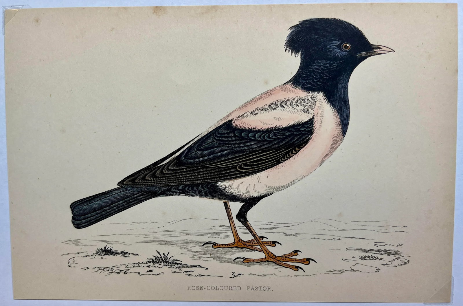 Antique Bird Print From England Showcasing a Rose-Colored Pastor - Circa 1880 - 2