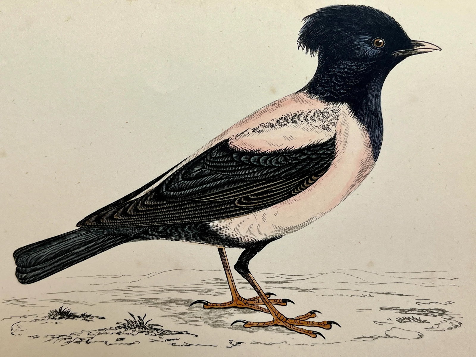 Antique Bird Print From England Showcasing a Rose-Colored Pastor - Circa 1880 - 3
