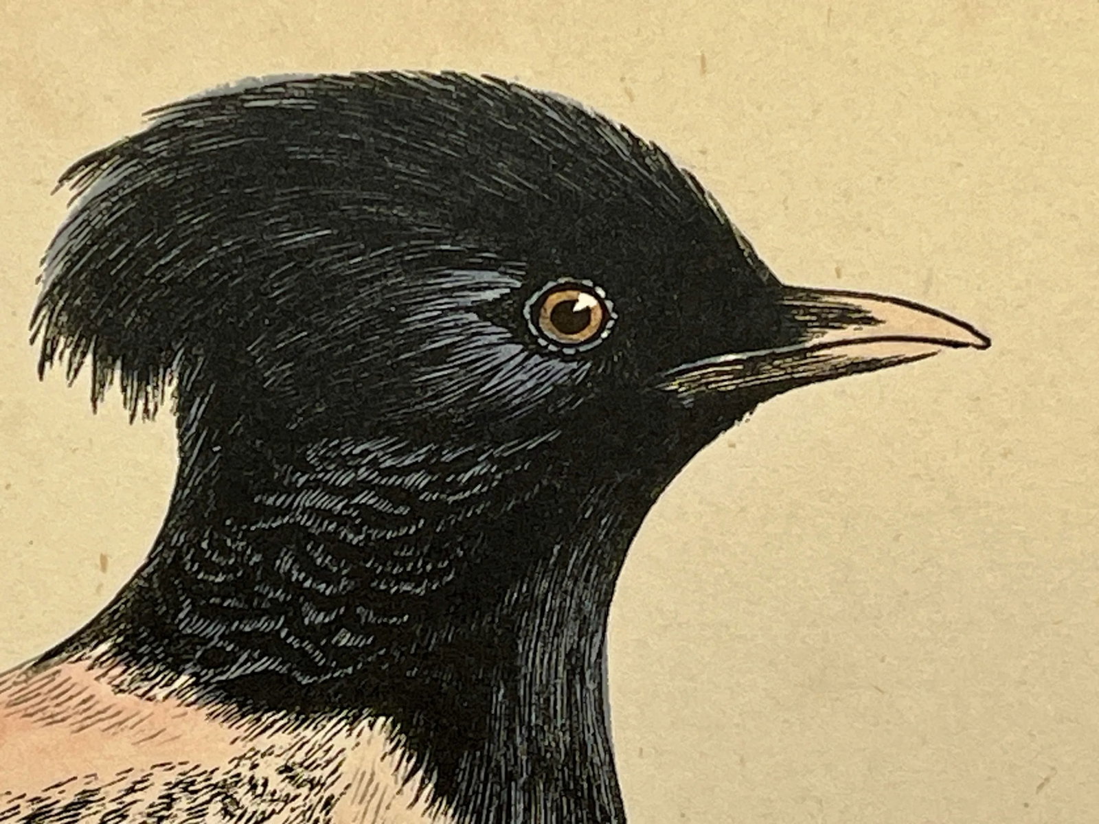 Antique Bird Print From England Showcasing a Rose-Colored Pastor - Circa 1880 - 4