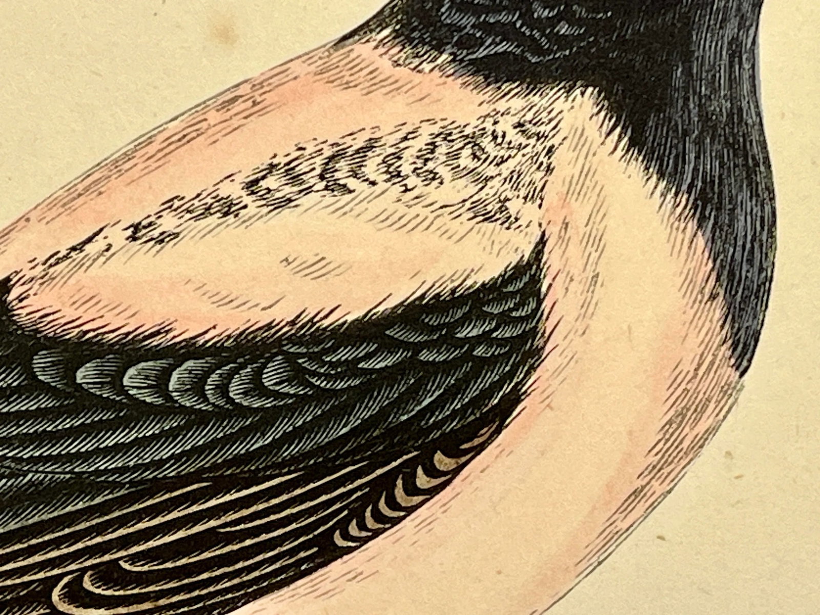Antique Bird Print From England Showcasing a Rose-Colored Pastor - Circa 1880 - 5