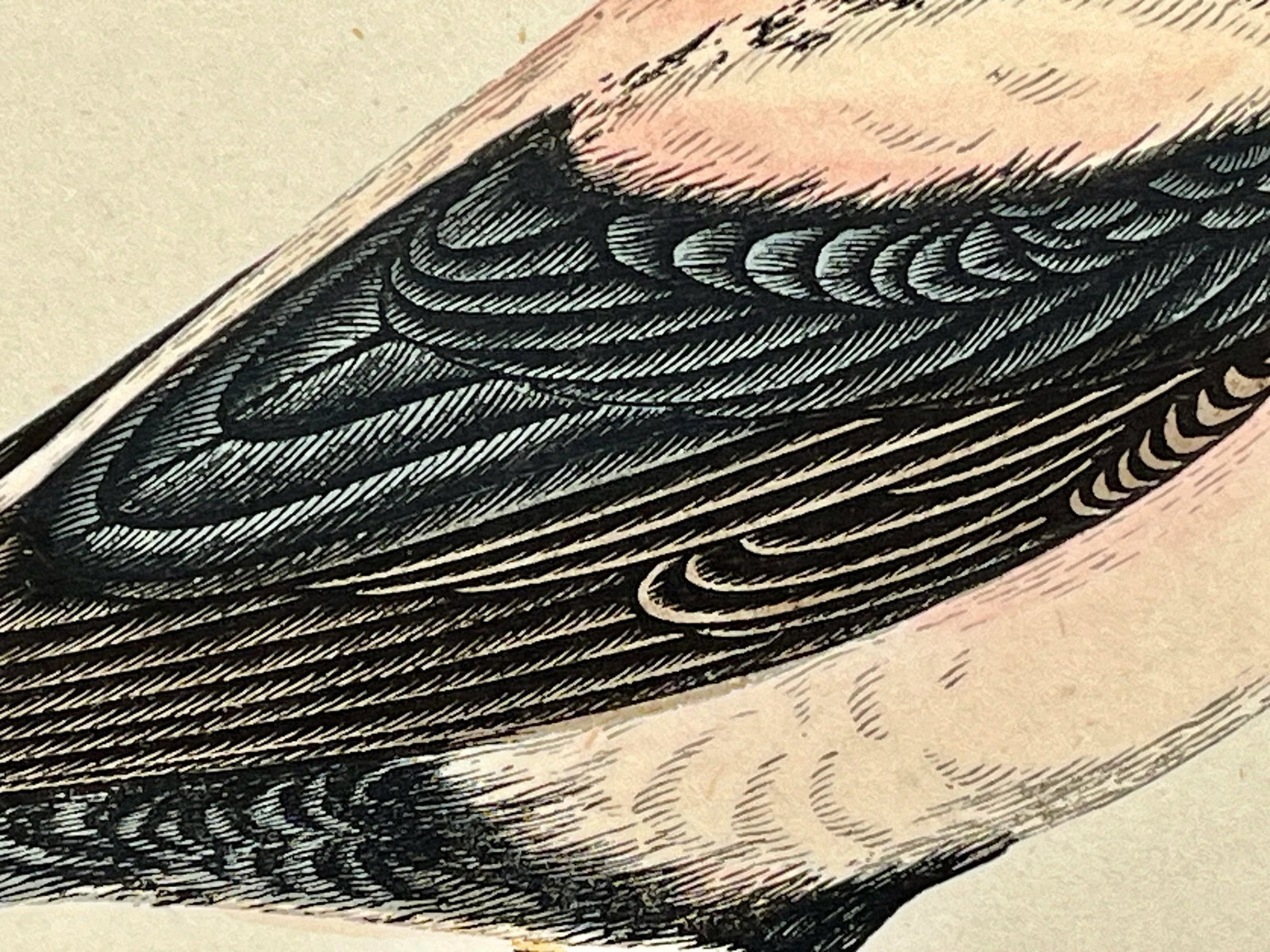 Antique Bird Print From England Showcasing a Rose-Colored Pastor - Circa 1880 - 6
