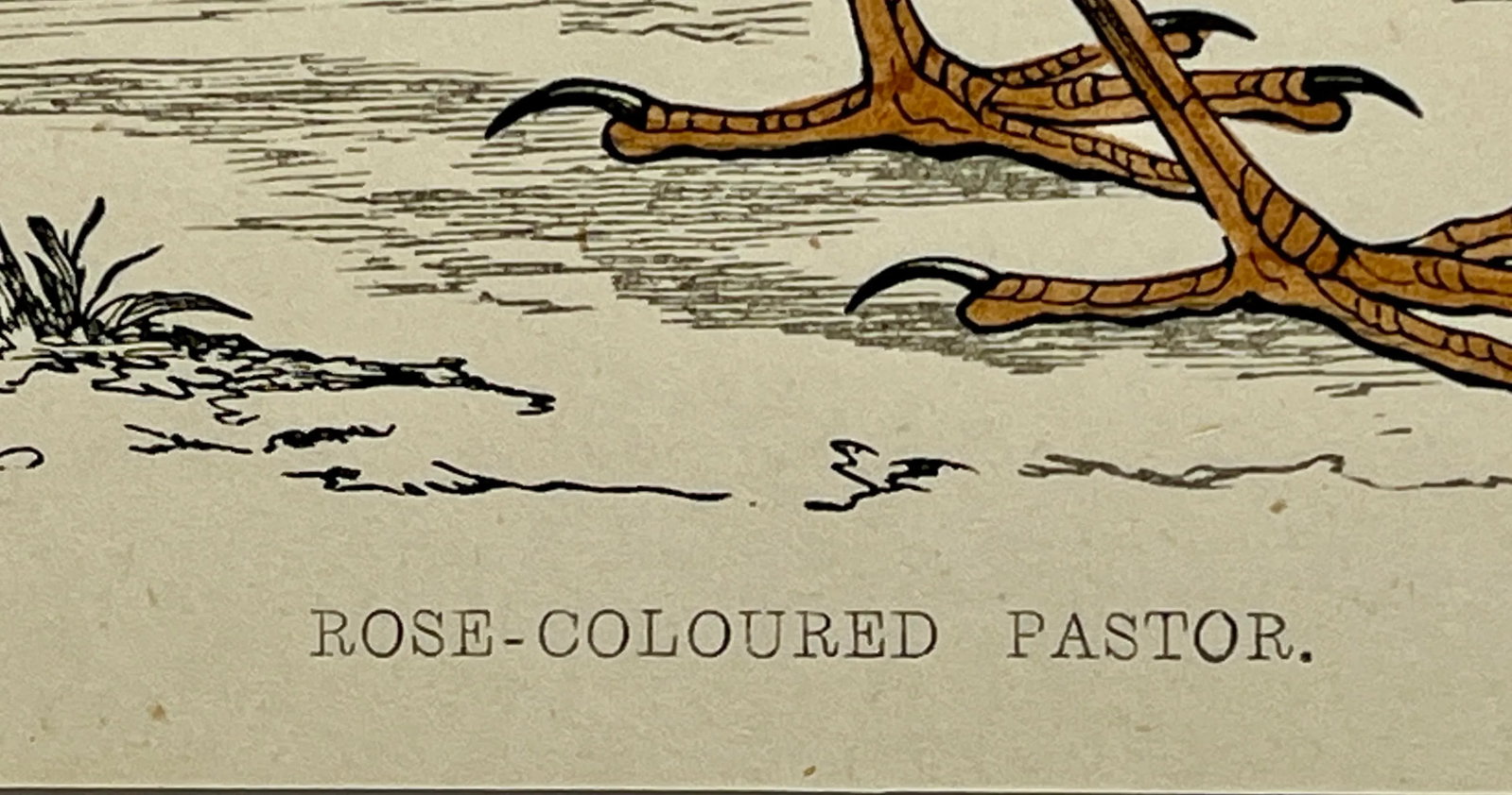 Antique Bird Print From England Showcasing a Rose-Colored Pastor - Circa 1880 - 9