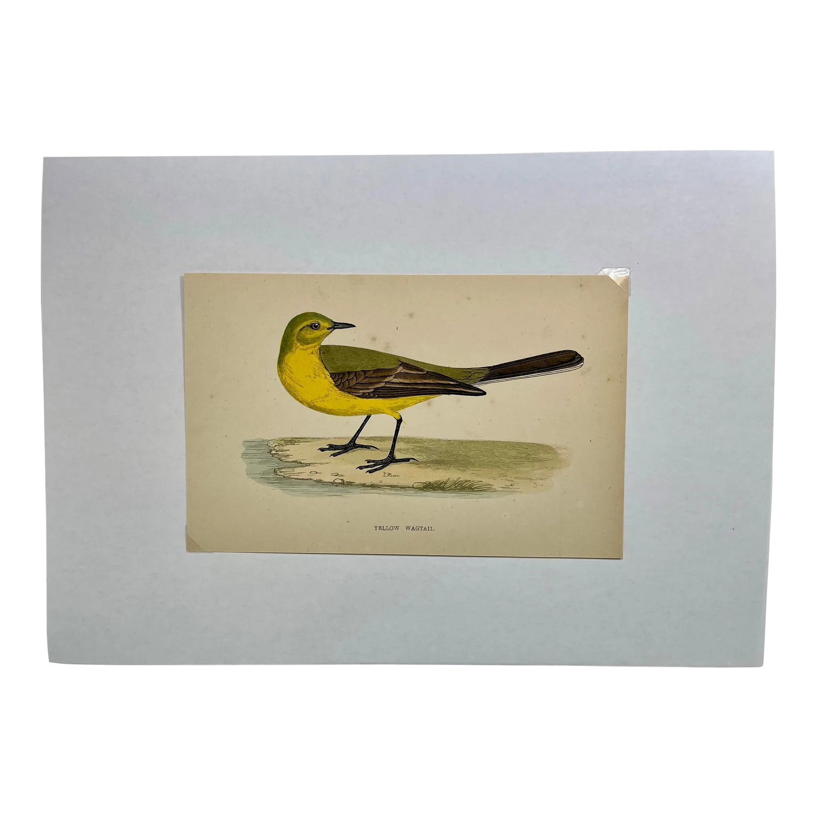 Antique Bird Print From England Showcasing a Vibrant Yellow Wagtail - Circa 1880: Antique Bird Print From England Showcasing a Vibrant Yellow Wagtail - Circa 1880. Print measures 7 1/8" W x 4 5/8" T Attached to an 11 3/4" W x 8 1/4" T piece of paper by 2 corner wedges - Has a cardb