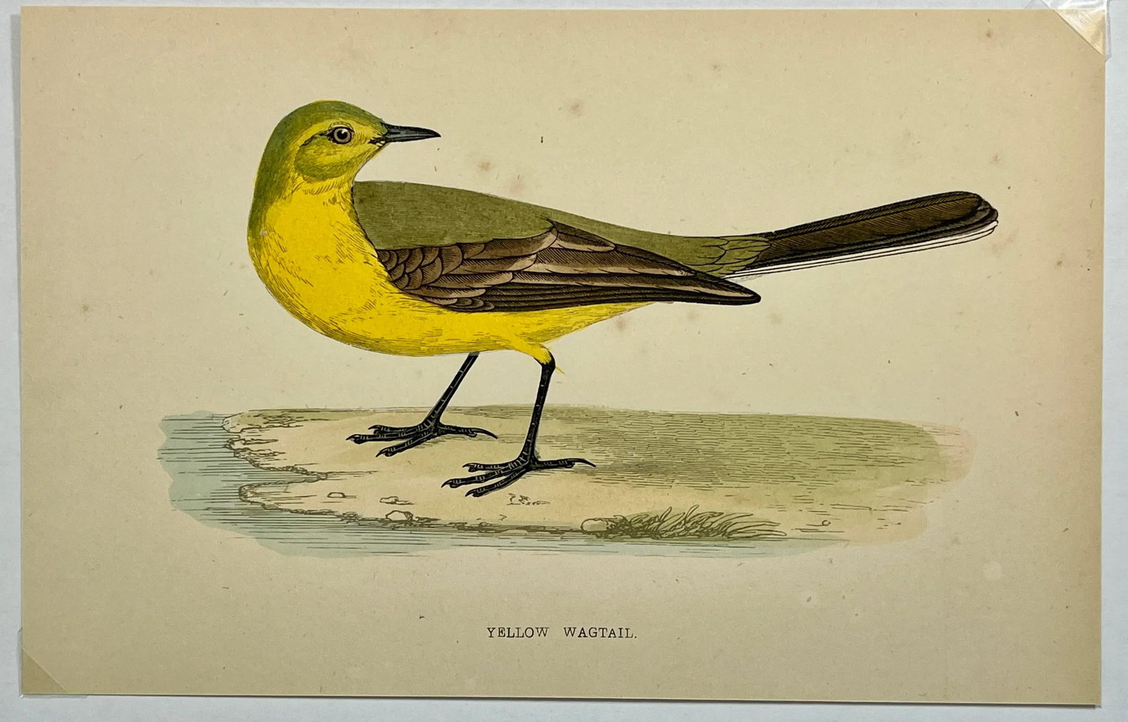 Antique Bird Print From England Showcasing a Vibrant Yellow Wagtail - Circa 1880 - 2