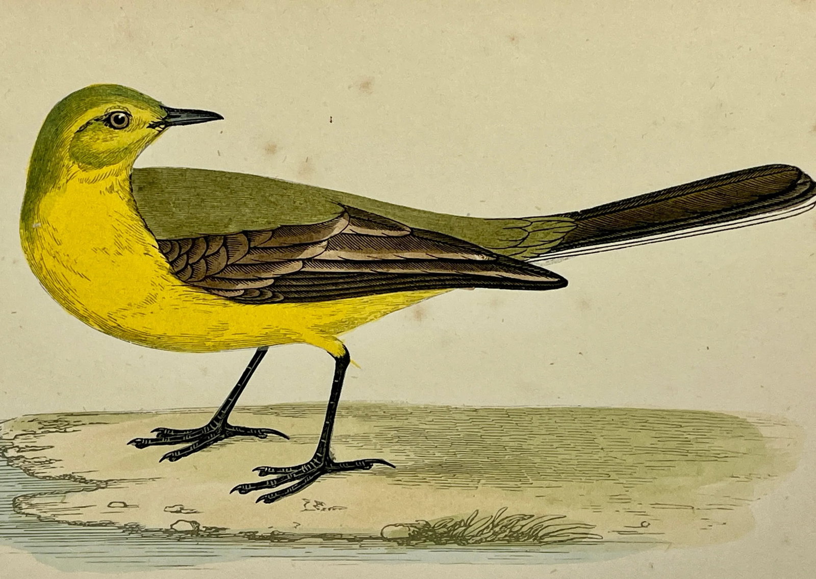 Antique Bird Print From England Showcasing a Vibrant Yellow Wagtail - Circa 1880 - 3