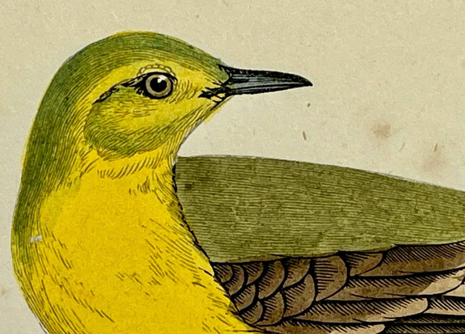 Antique Bird Print From England Showcasing a Vibrant Yellow Wagtail - Circa 1880 - 4