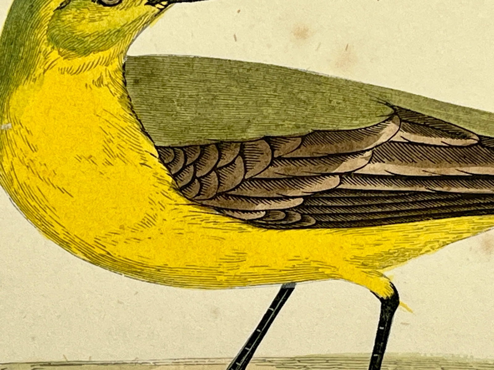 Antique Bird Print From England Showcasing a Vibrant Yellow Wagtail - Circa 1880 - 5