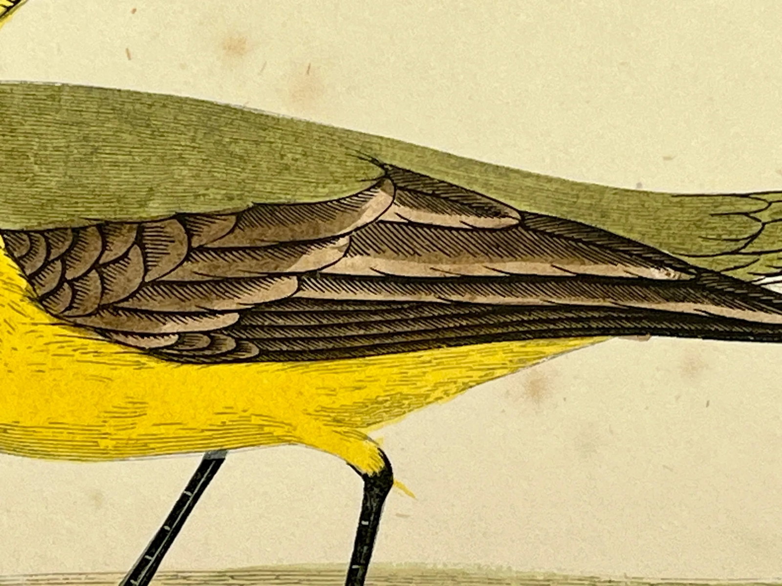 Antique Bird Print From England Showcasing a Vibrant Yellow Wagtail - Circa 1880 - 6