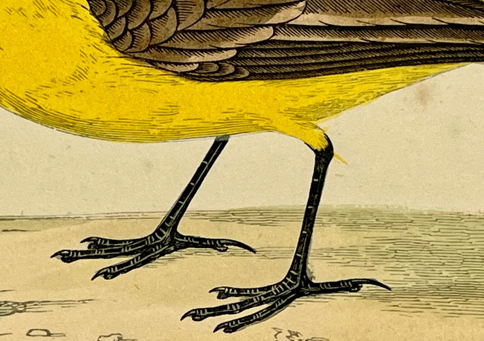 Antique Bird Print From England Showcasing a Vibrant Yellow Wagtail - Circa 1880 - 7