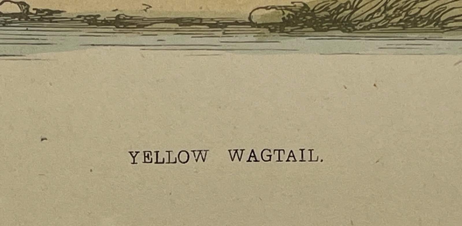 Antique Bird Print From England Showcasing a Vibrant Yellow Wagtail - Circa 1880 - 8