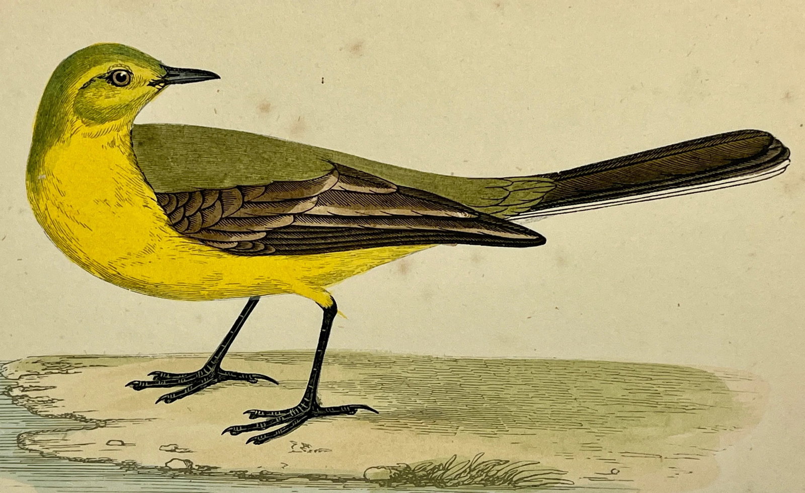 Antique Bird Print From England Showcasing a Vibrant Yellow Wagtail - Circa 1880 - 9