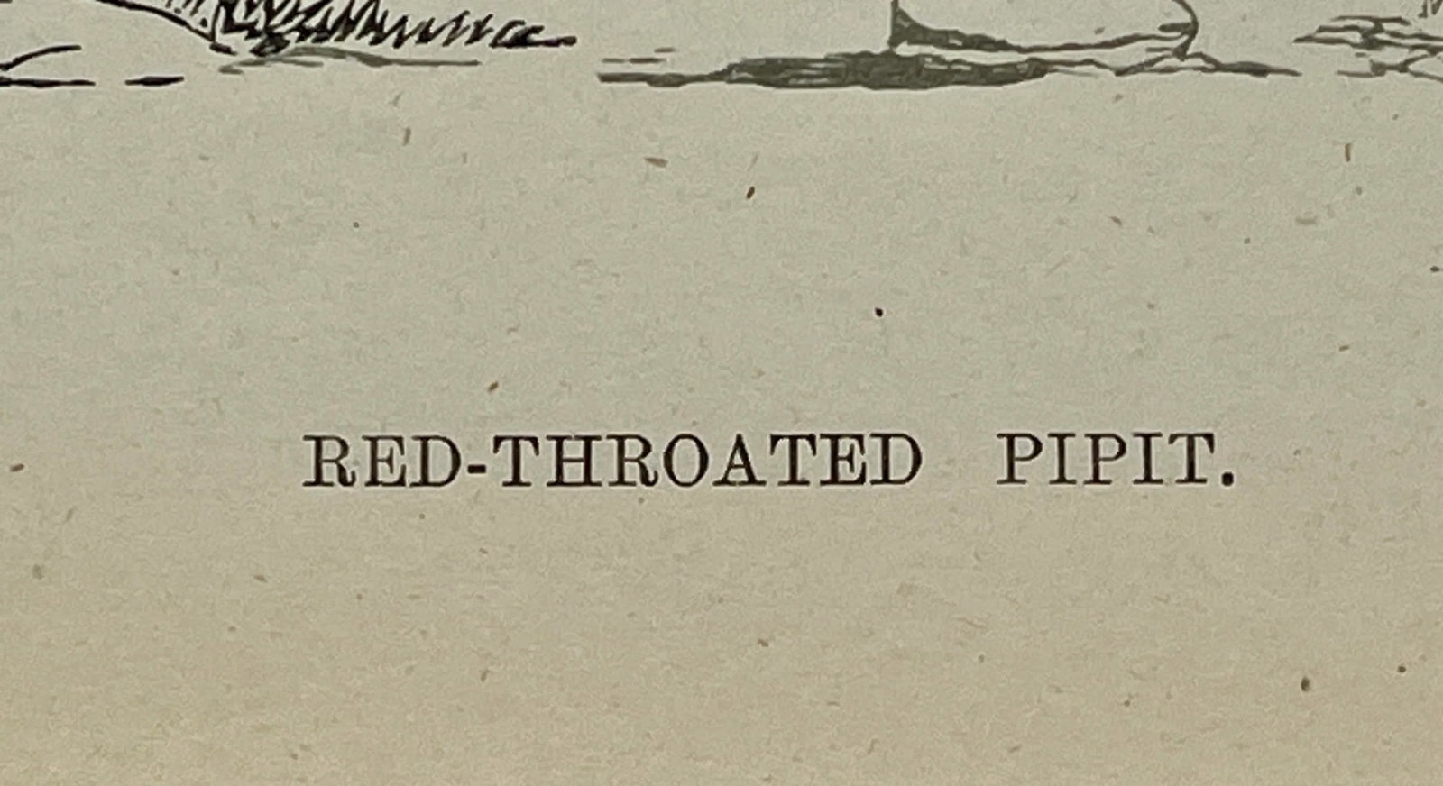 Antique Bird Print From England Showcasing a Red-Throated Pipit - Circa 1888 - 10