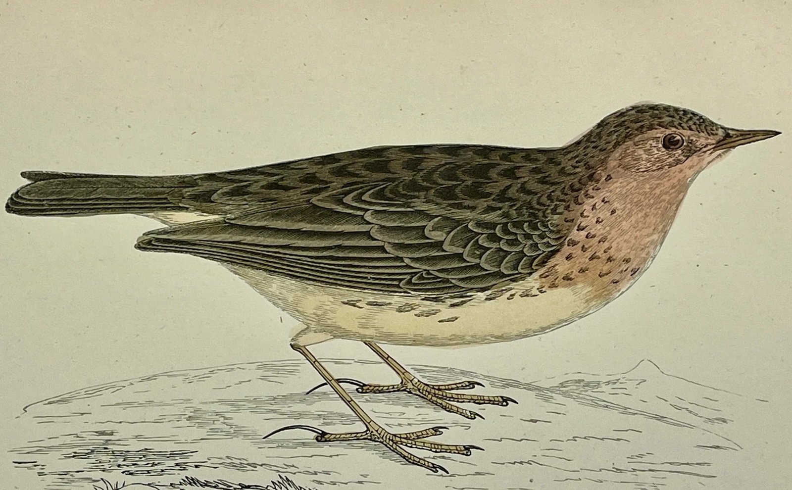 Antique Bird Print From England Showcasing a Red-Throated Pipit - Circa 1888 - 11