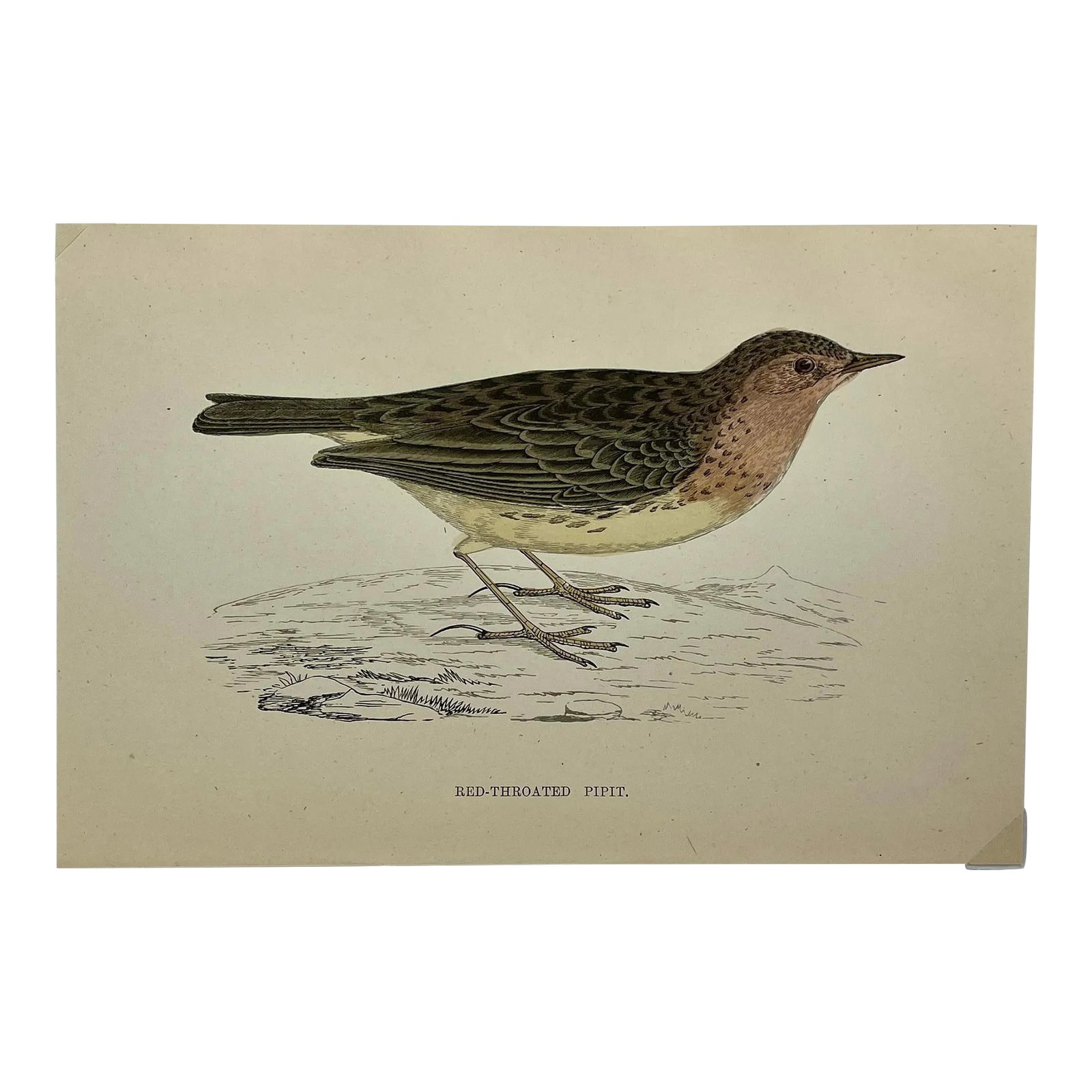 Antique Bird Print From England Showcasing a Red-Throated Pipit - Circa 1888: Antique Bird Print From England Showcasing a Red-Throated Pipit - Circa 1888. Print measures 7 1/4" W x 4 3/4" T Attached to an 11 3/4" W x 8 1/4" piece of paper by 2 corner wedges - Has a cardboard