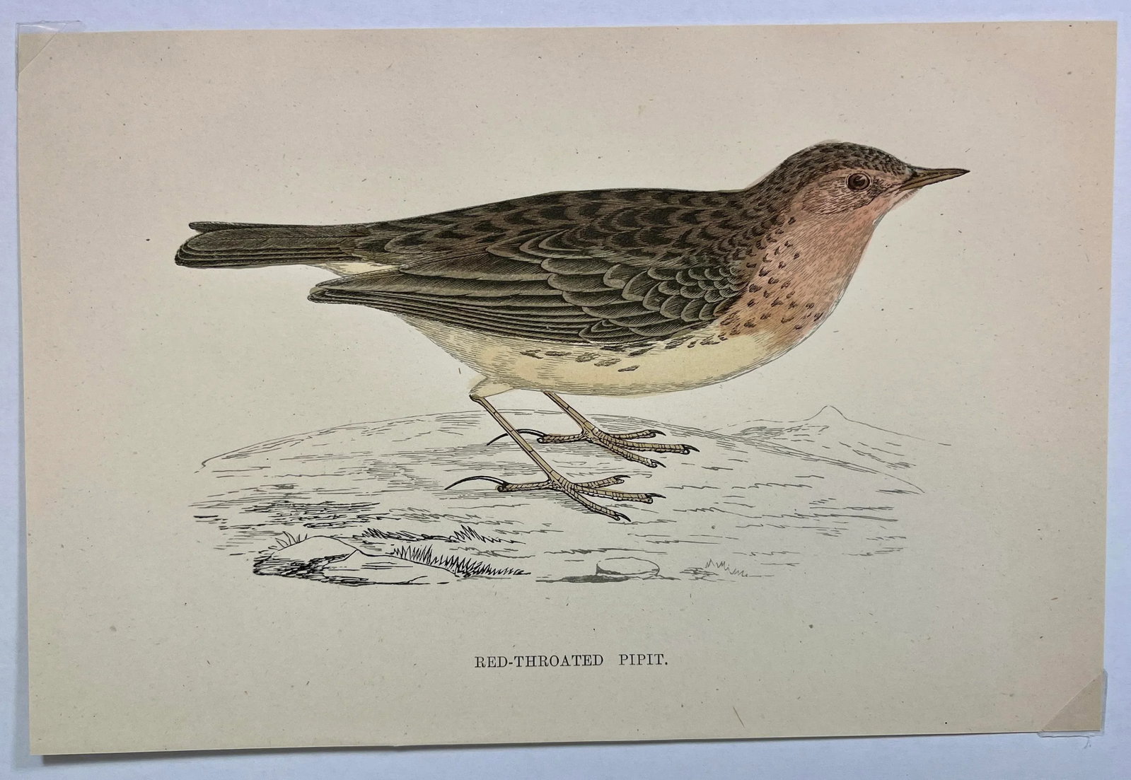 Antique Bird Print From England Showcasing a Red-Throated Pipit - Circa 1888 - 2