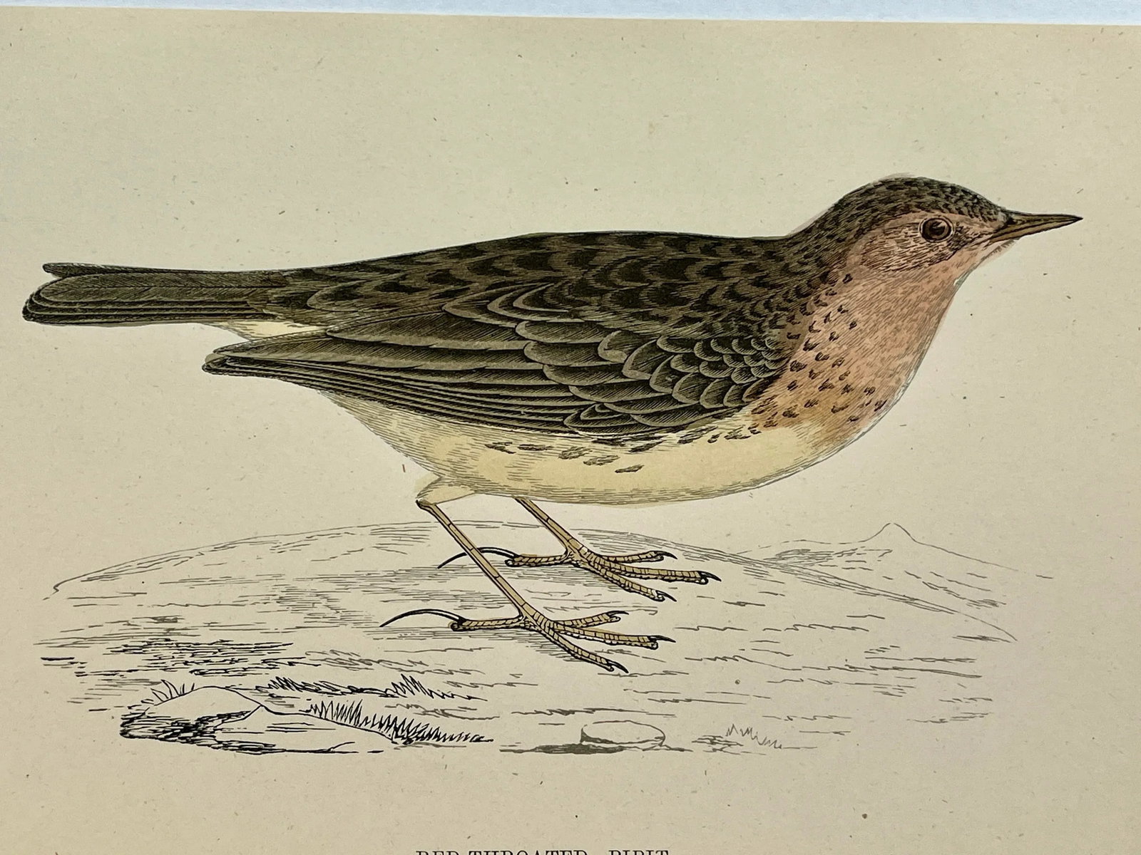 Antique Bird Print From England Showcasing a Red-Throated Pipit - Circa 1888 - 3
