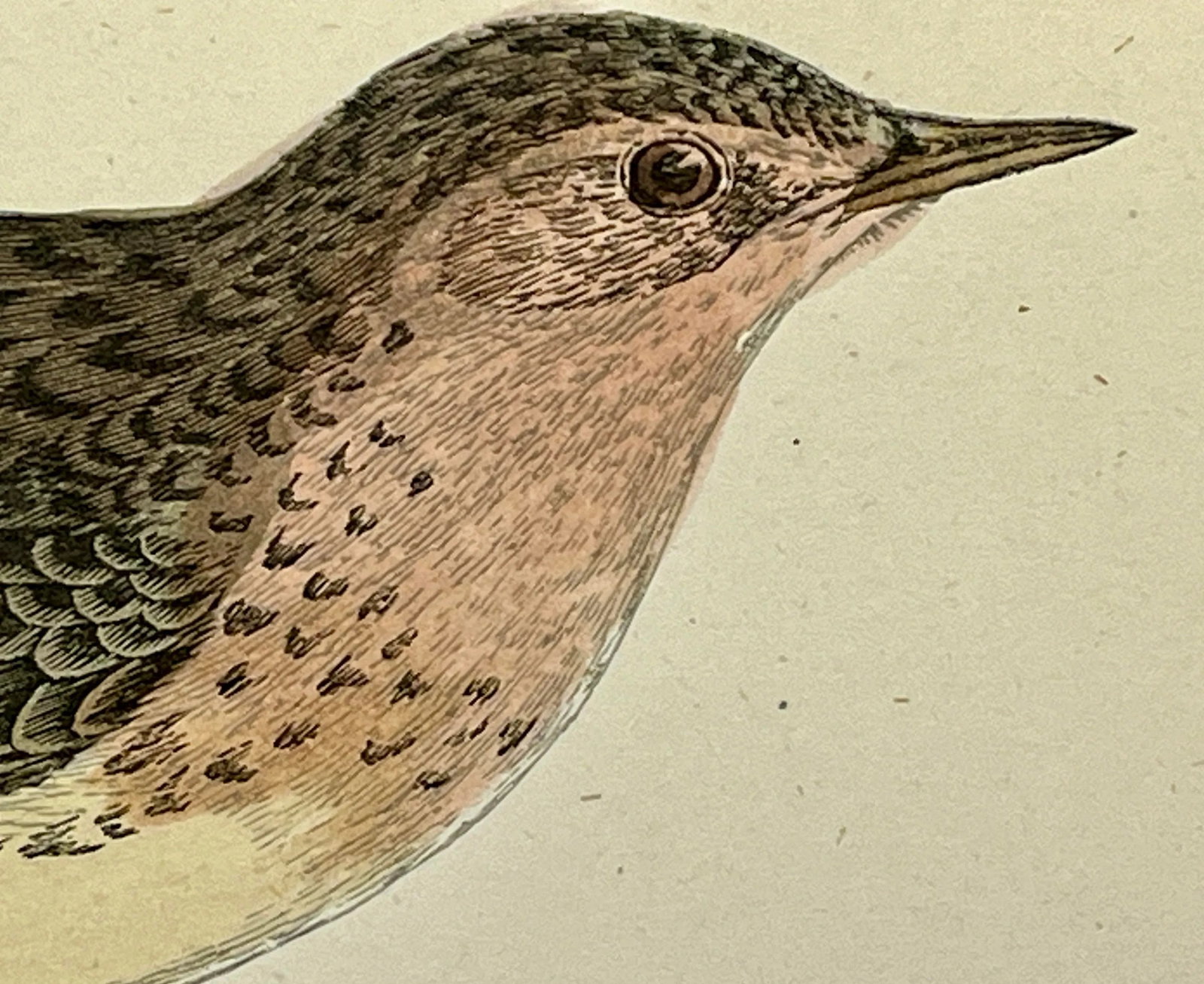Antique Bird Print From England Showcasing a Red-Throated Pipit - Circa 1888 - 4