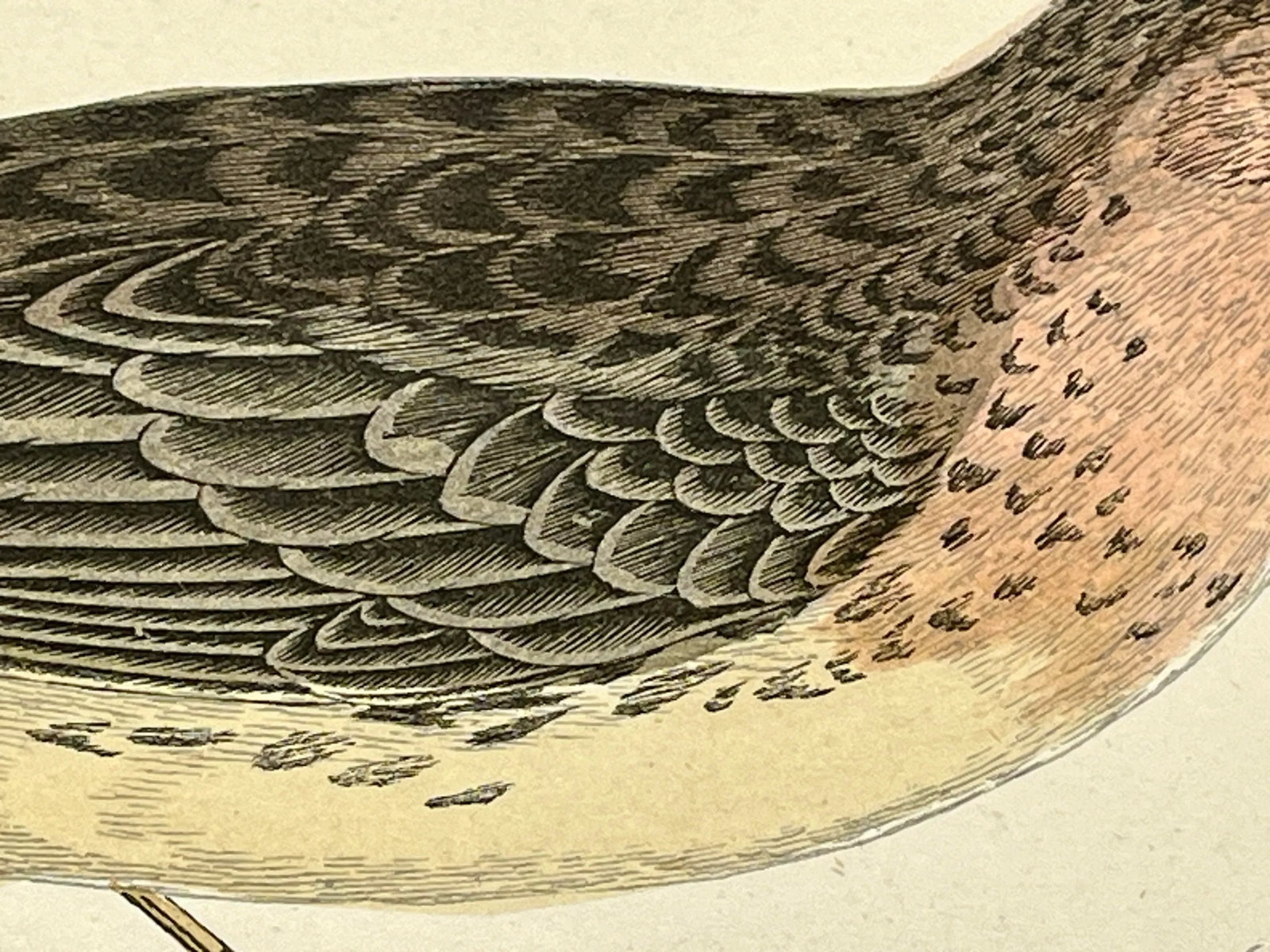 Antique Bird Print From England Showcasing a Red-Throated Pipit - Circa 1888 - 5