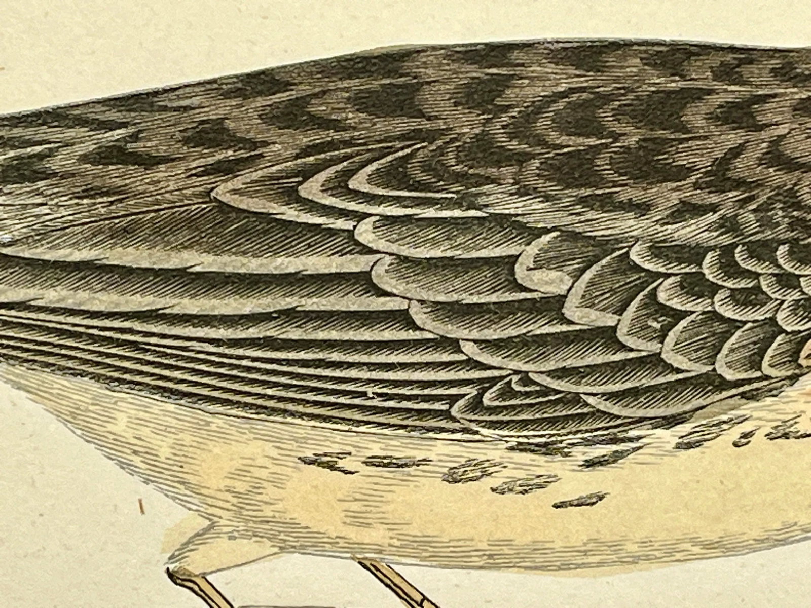 Antique Bird Print From England Showcasing a Red-Throated Pipit - Circa 1888 - 6