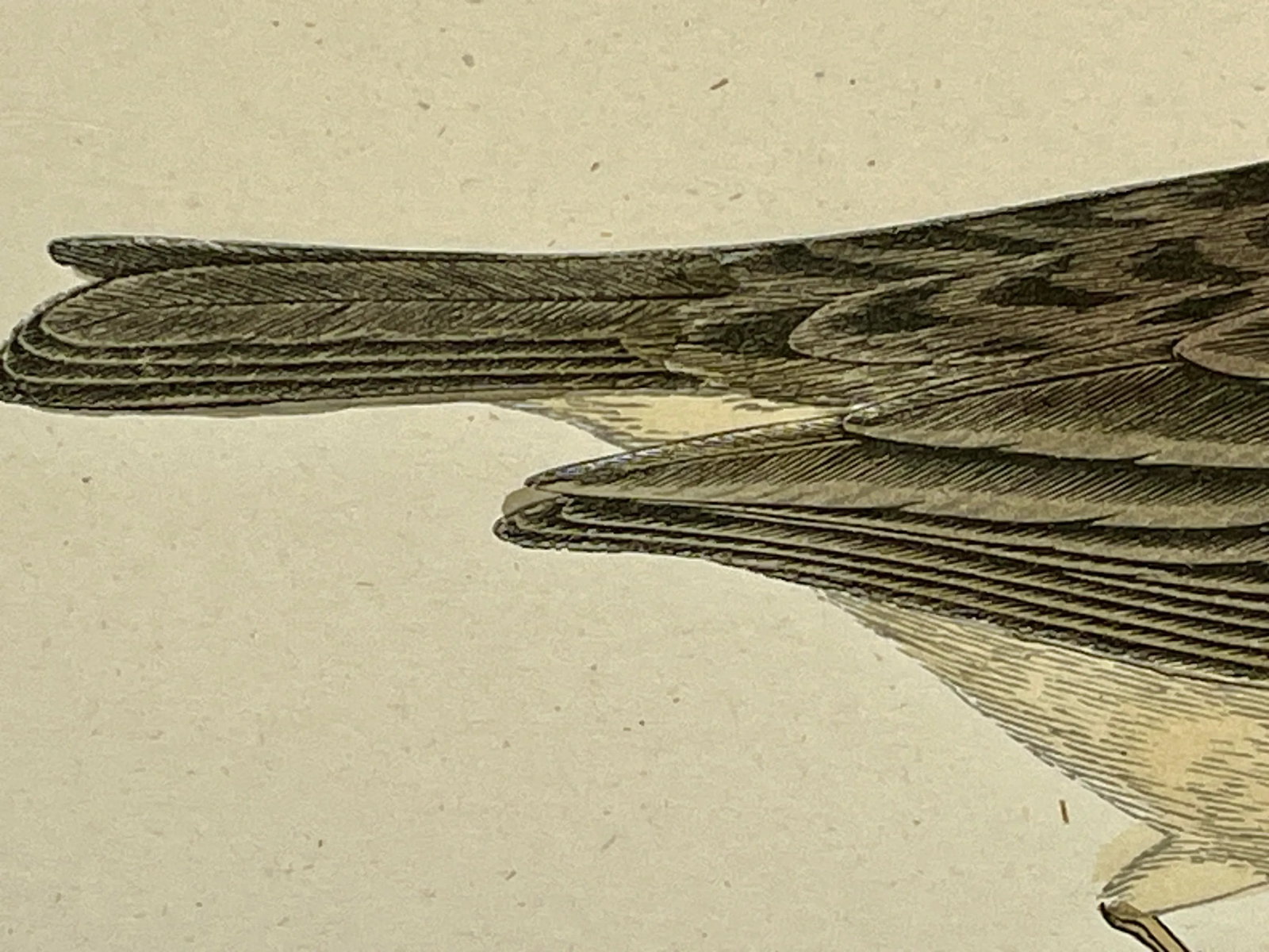 Antique Bird Print From England Showcasing a Red-Throated Pipit - Circa 1888 - 7