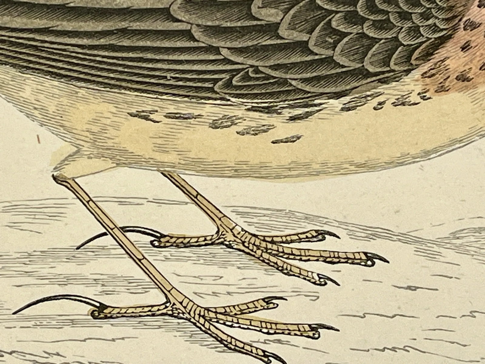 Antique Bird Print From England Showcasing a Red-Throated Pipit - Circa 1888 - 8