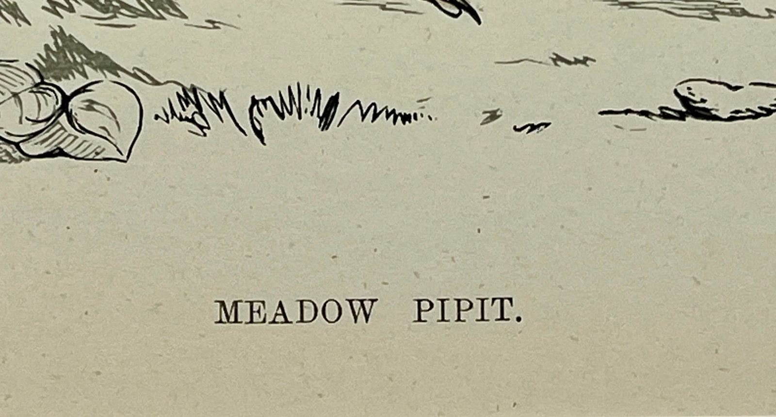 Antique Bird Print From England Showcasing an Adorable Meadow Pip - Circa 1888 - 10