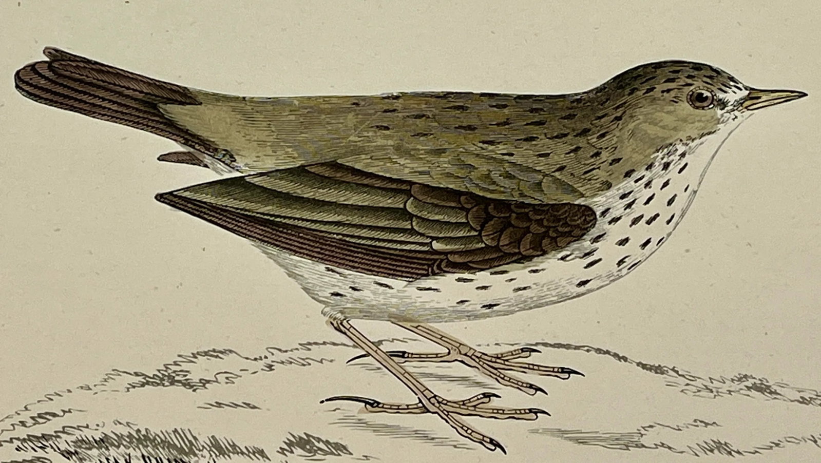 Antique Bird Print From England Showcasing an Adorable Meadow Pip - Circa 1888 - 11