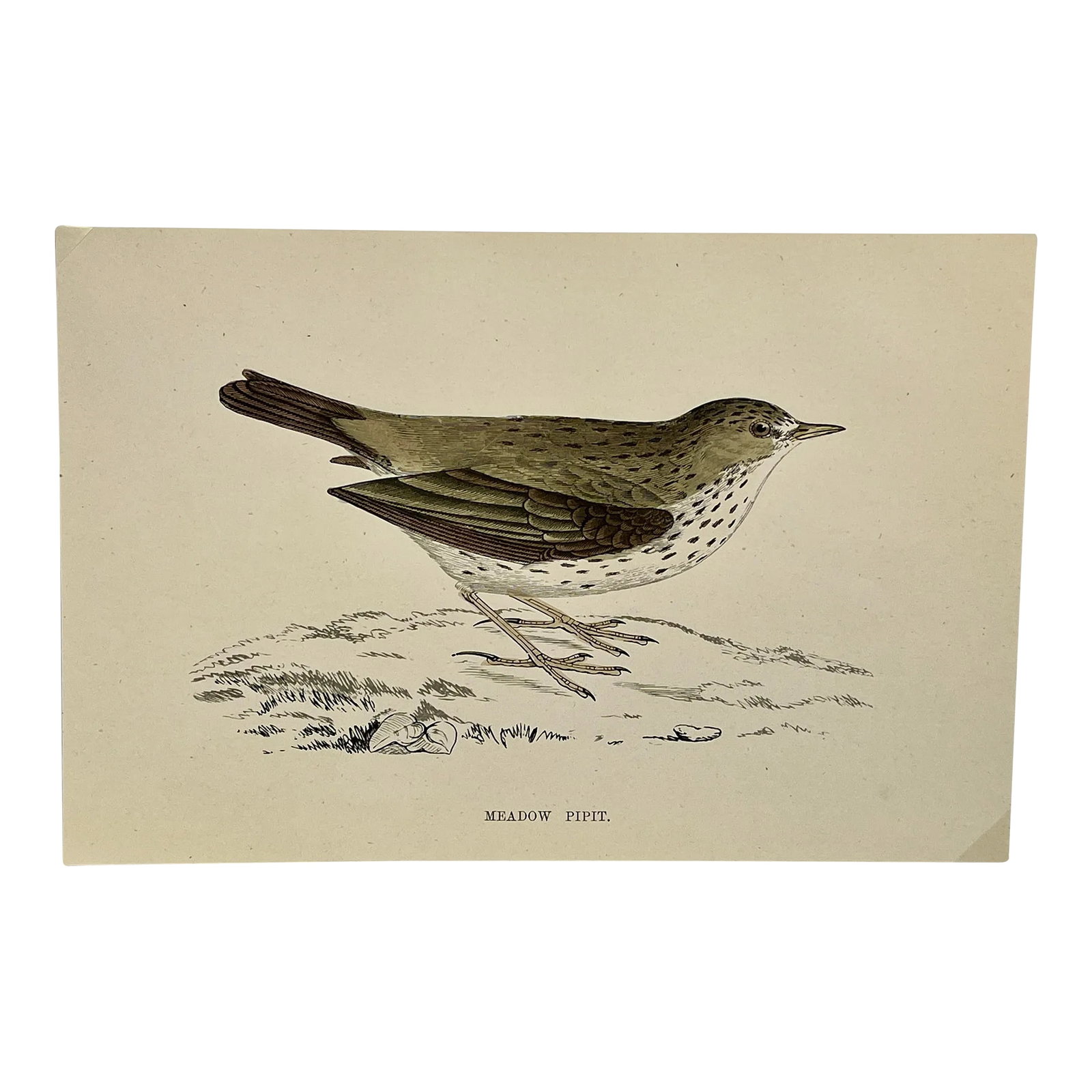 Antique Bird Print From England Showcasing an Adorable Meadow Pip - Circa 1888: Antique Bird Print From England Showcasing an Adorable Meadow Pip - Circa 1888. Print measures 7" W x 4 5/8" T Attached to an 11 3/4" W x 8 1/4" T pieces of paper by 2 corner wedges - Has a cardboard