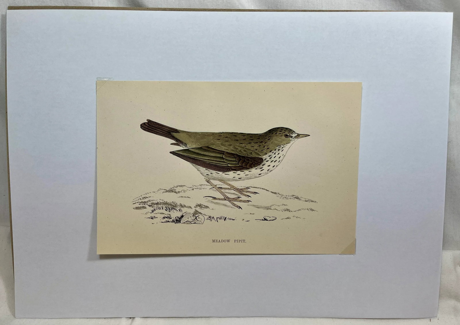 Antique Bird Print From England Showcasing an Adorable Meadow Pip - Circa 1888 - 2