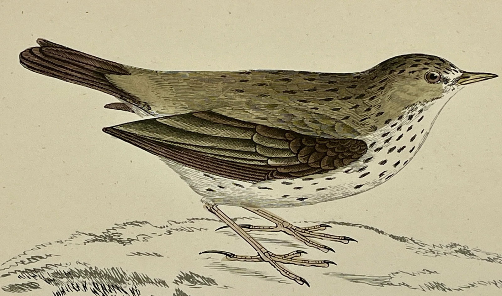Antique Bird Print From England Showcasing an Adorable Meadow Pip - Circa 1888 - 3