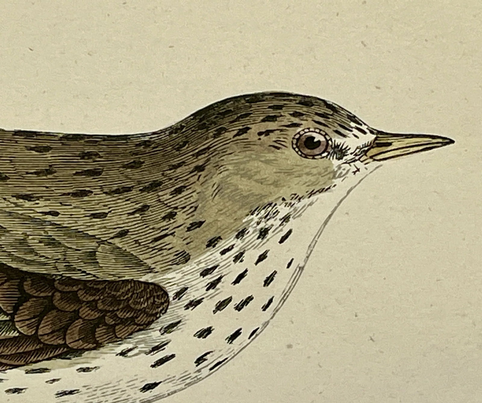 Antique Bird Print From England Showcasing an Adorable Meadow Pip - Circa 1888 - 4